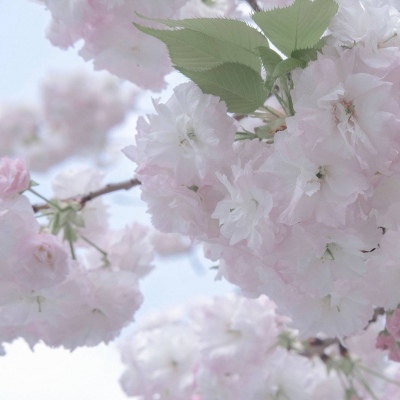 兽设海洋场景创作FurryQQ群